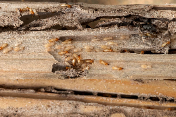Reliable Arcola, IL Pest Control Solutions